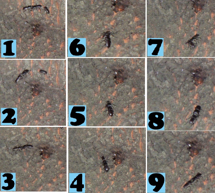 団地前のクヌギ_コクワガタの目的を逸した戦いの一部始終 2021年5月14日19時10分頃 気温21度